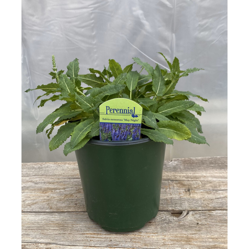 Salvia May Night - Same Day Delivery
