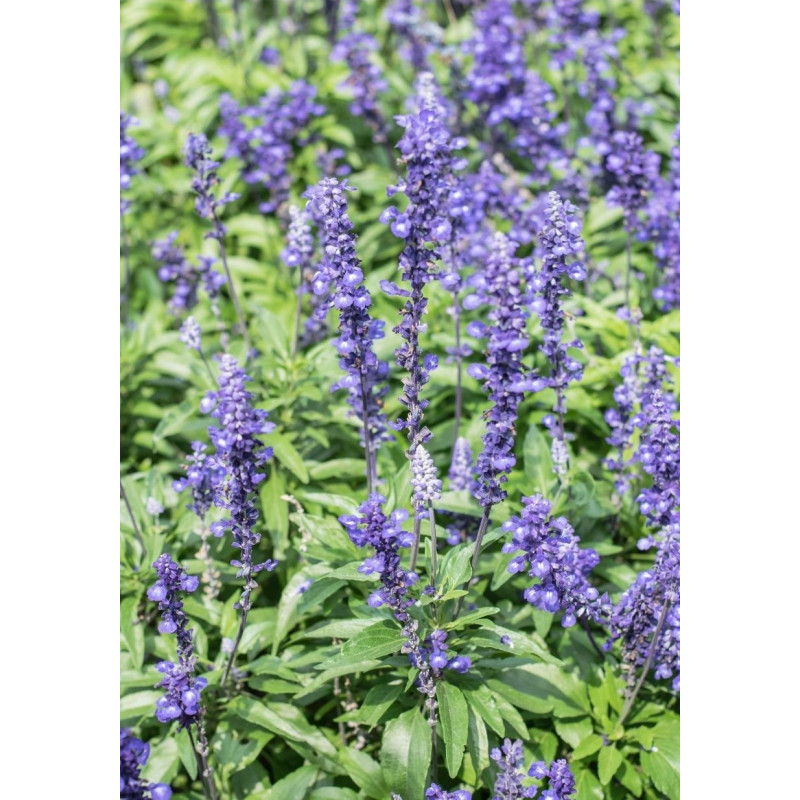 Salvia Victoria Blue - Same Day Delivery