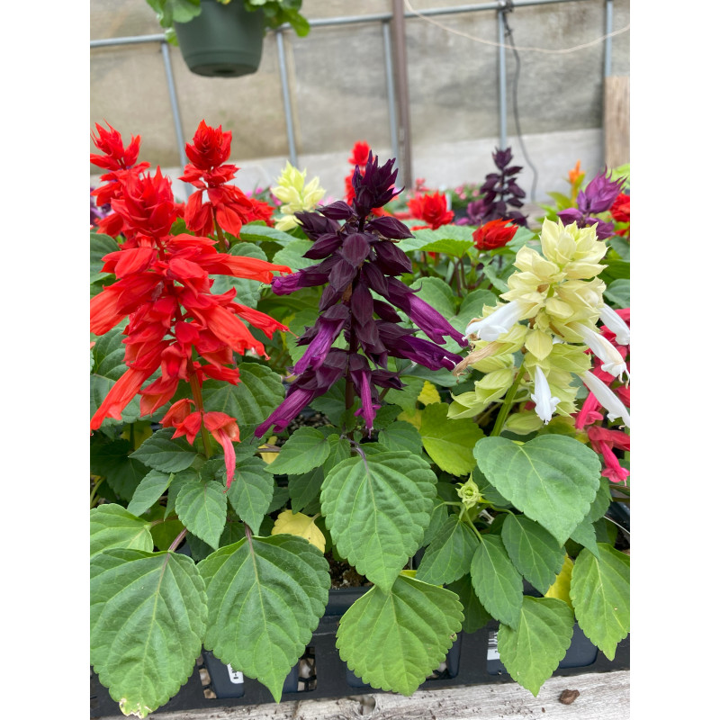 Salvia Vista MIx - Same Day Delivery