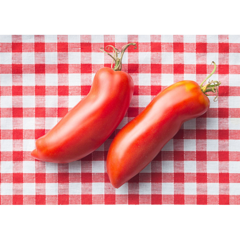 San Marzano Tomato Plants - Same Day Delivery