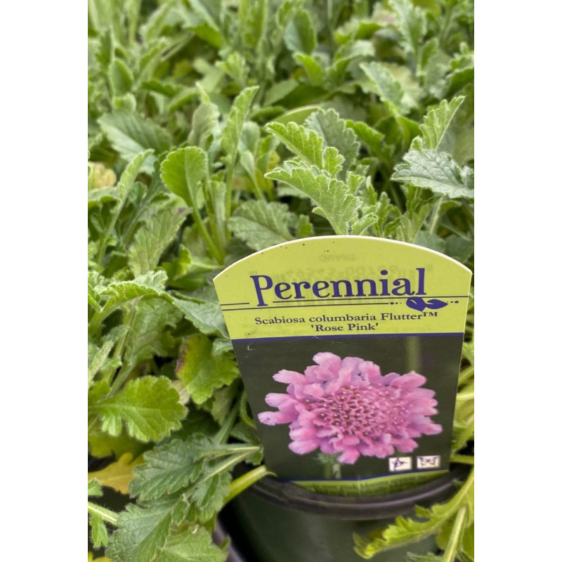 Scabiosa Flutter Rose Pink - Same Day Delivery