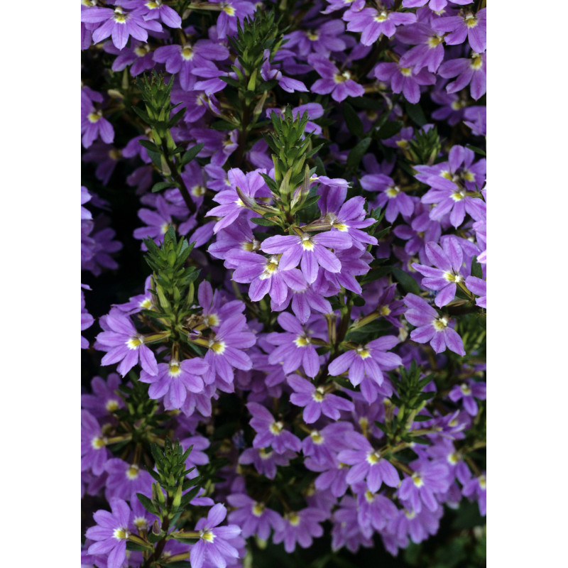 Scaevola Blue Violet  - Same Day Delivery