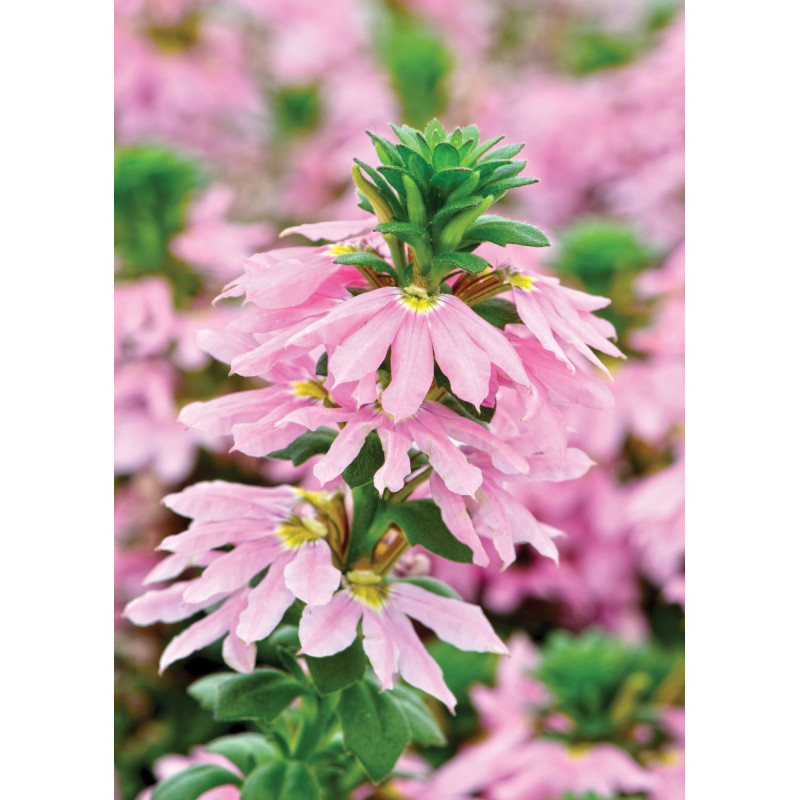 Scaevola Pink - Same Day Delivery