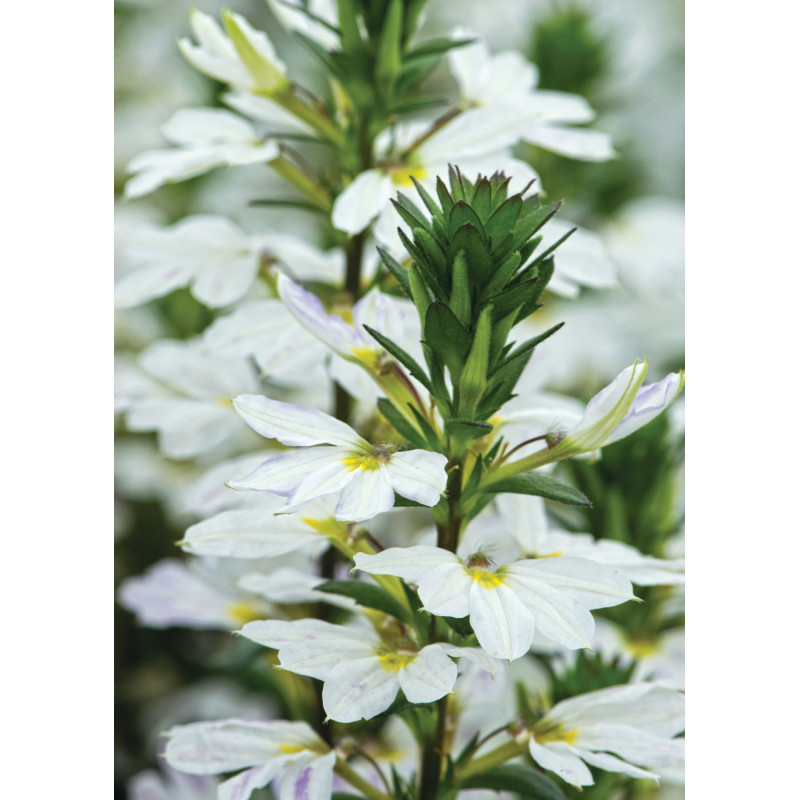 Scaevola White - Same Day Delivery