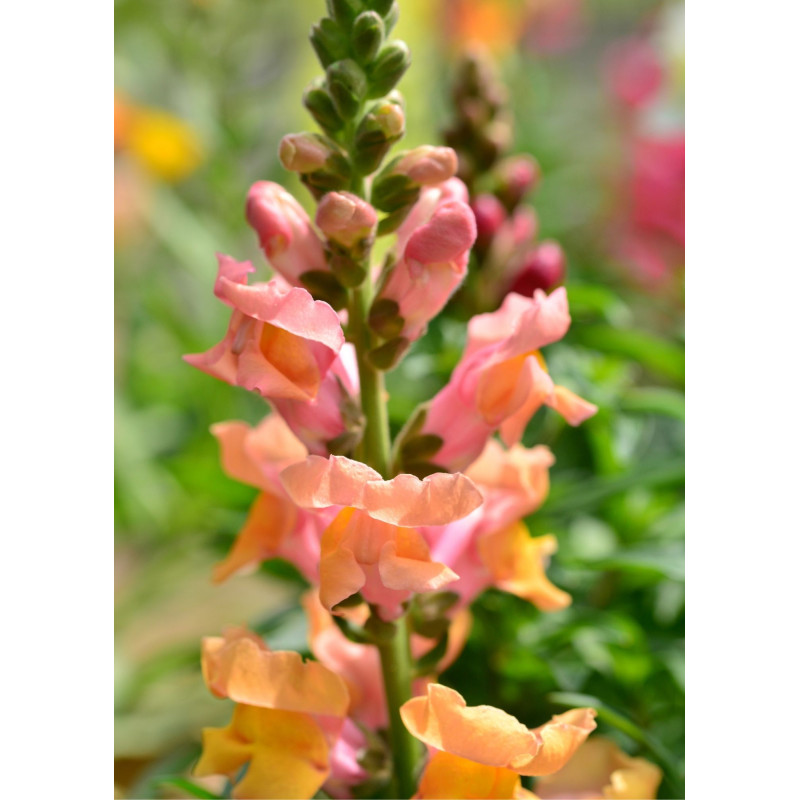 Snapdragon Plant Bronze  - Same Day Delivery