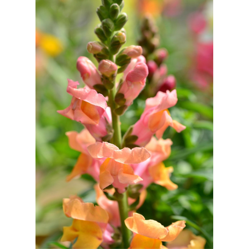 Snapdragon Plant Bronze - Same Day Delivery