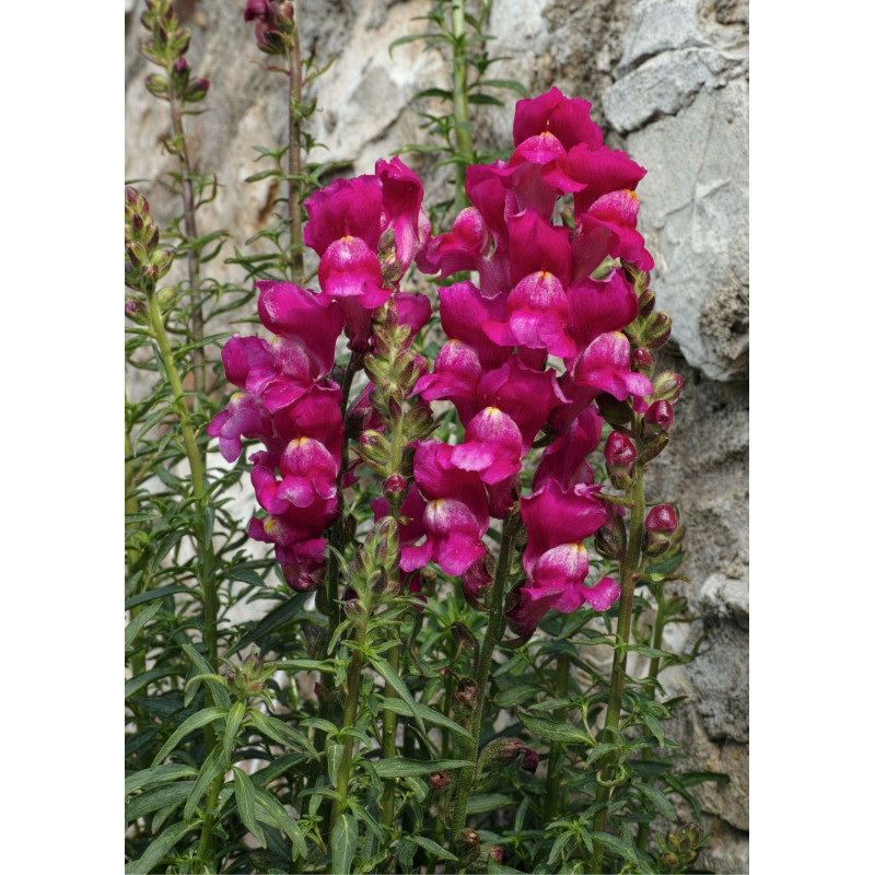 Snapdragon Plant Sonnet Purple - Same Day Delivery