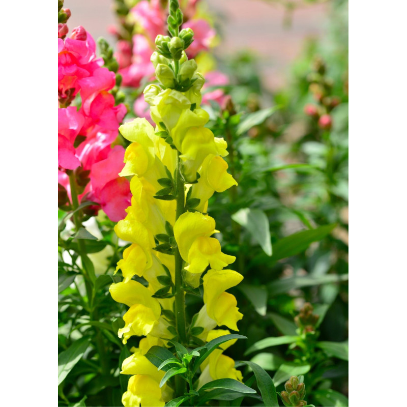 Snapdragon Plant Yellow - Same Day Delivery