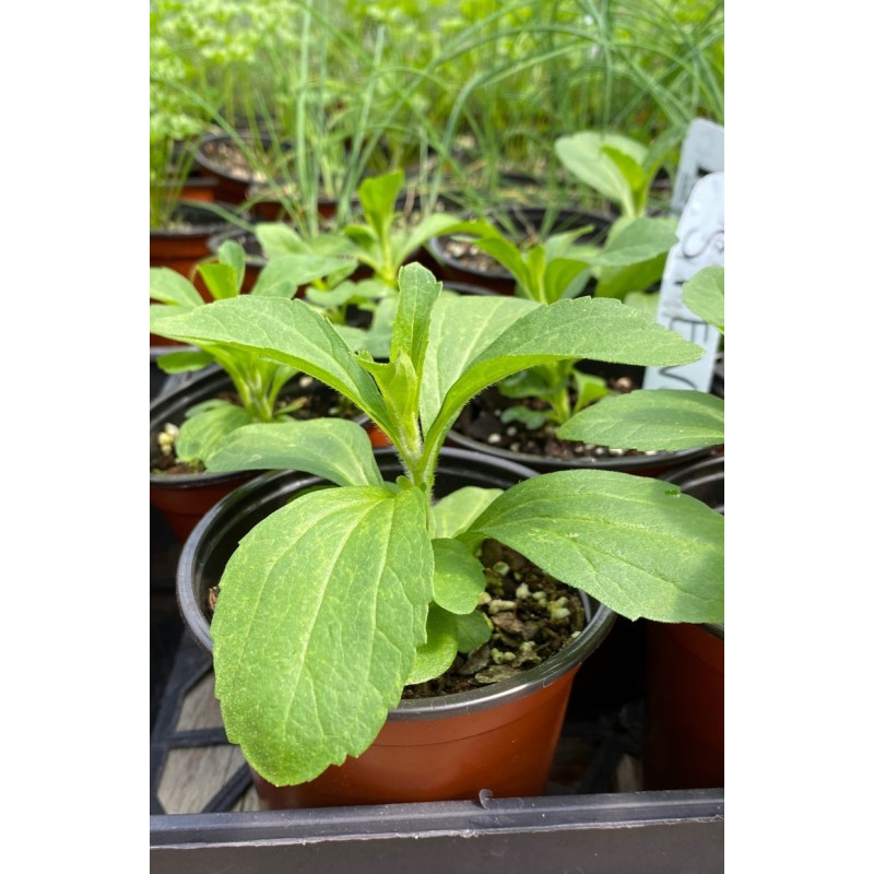 Stevia Plant - Same Day Delivery