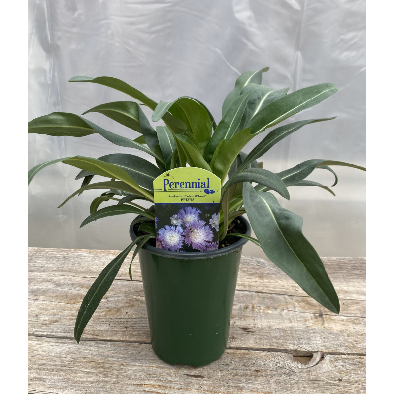 Stokesia Color Wheel - Same Day Delivery