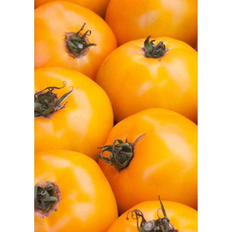 Sun Gold Tomato - Same Day Delivery