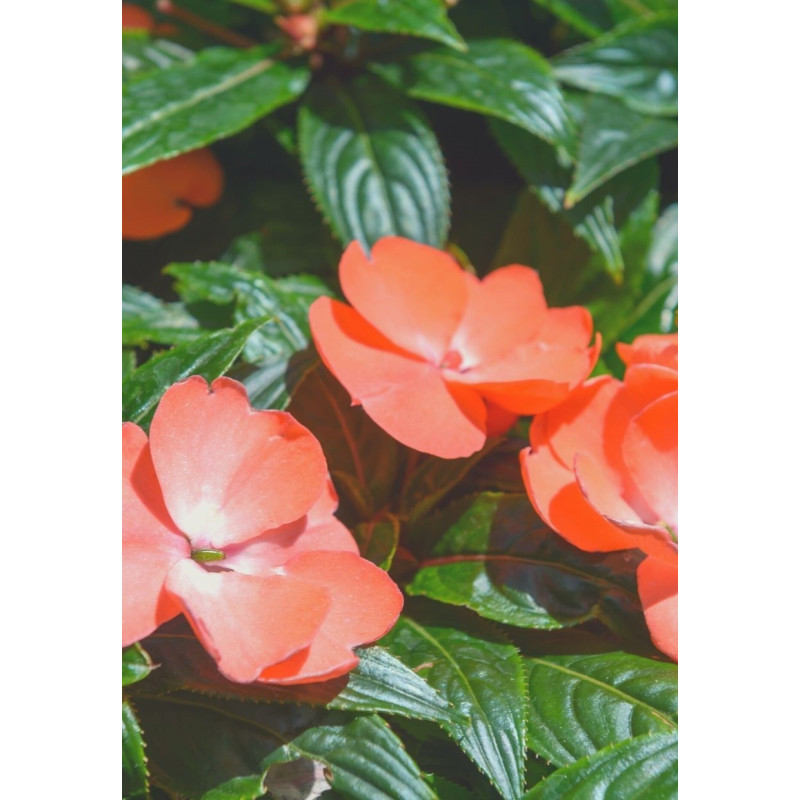Sunpatiens Compact Electric Orange - Same Day Delivery