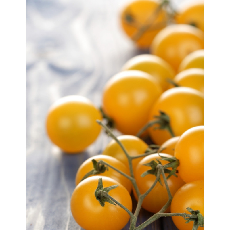 Sun Sugar Tomato Plants  - Same Day Delivery