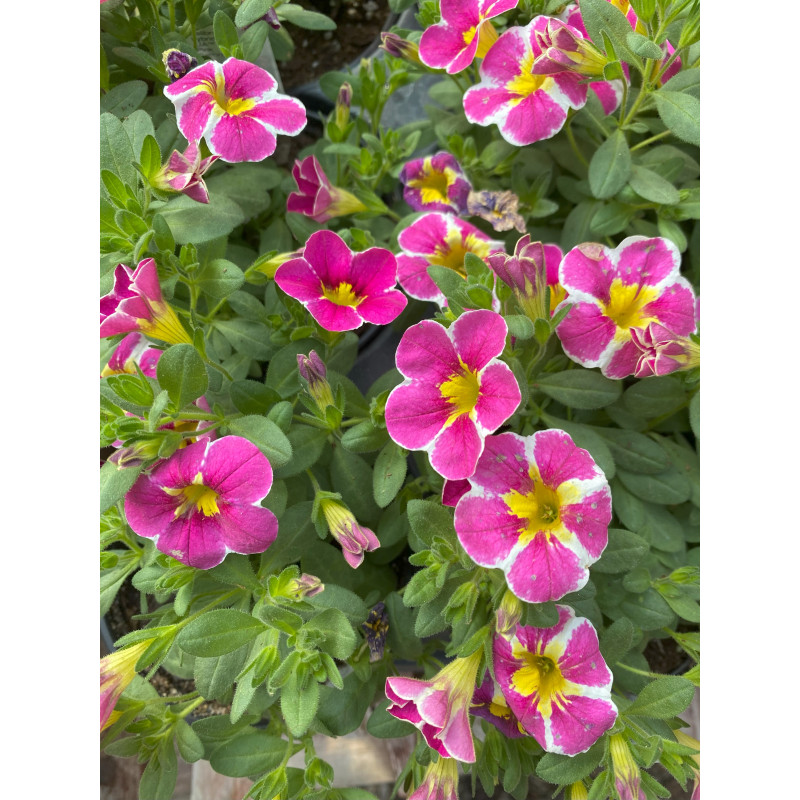 Calibrachoa Lia Abstract Pink - Same Day Delivery