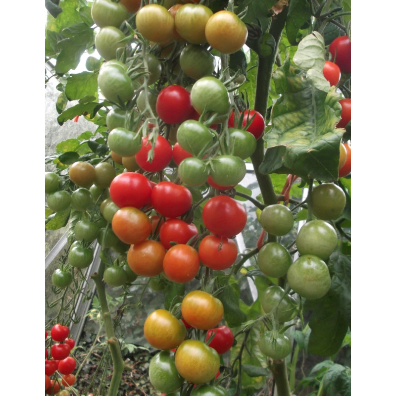 Super Sweet 100s Tomato Plants  - Same Day Delivery
