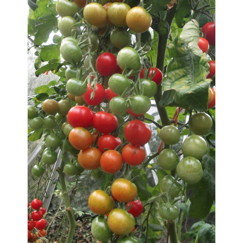 Super Sweet 100s Tomato Plants - Same Day Delivery
