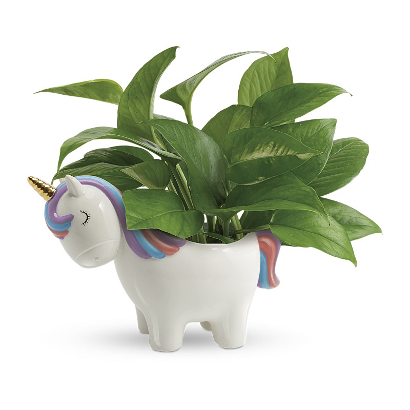 Peaceful Unicorn Pothos Plant - Same Day Delivery