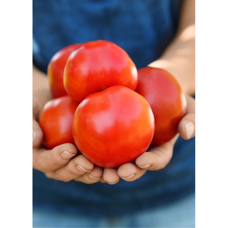 Big Boy Tomato Plant - Same Day Delivery