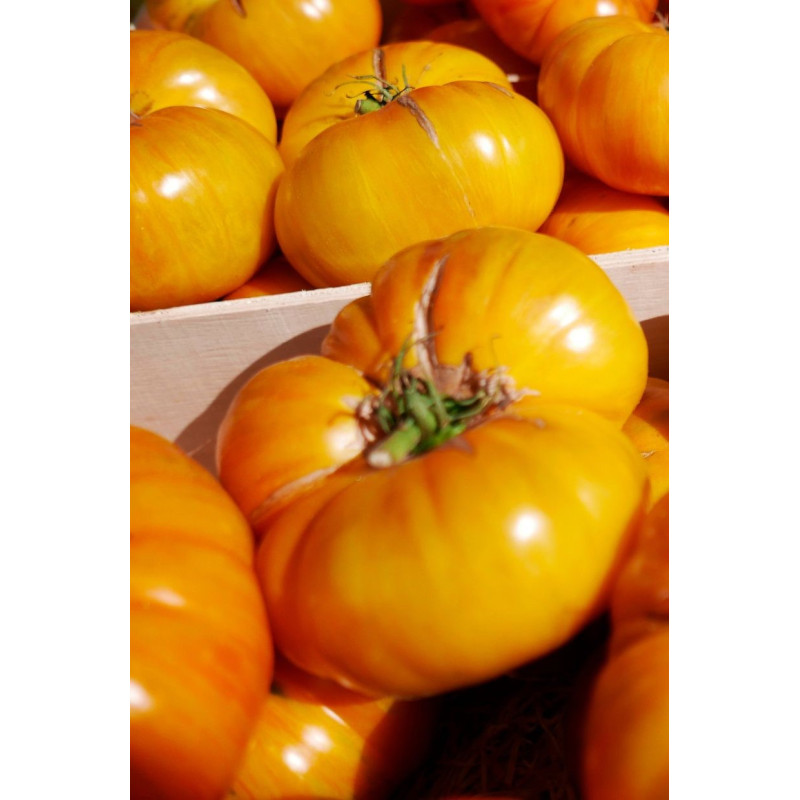 Old German Heirloom Tomato  - Same Day Delivery