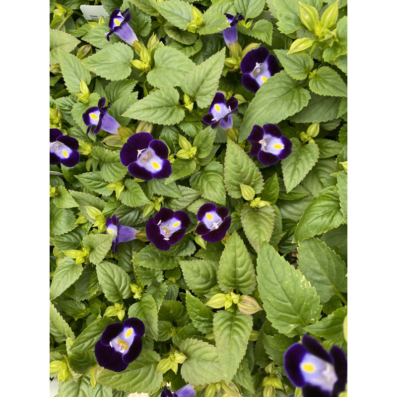 Torenia Purple Moon - Same Day Delivery