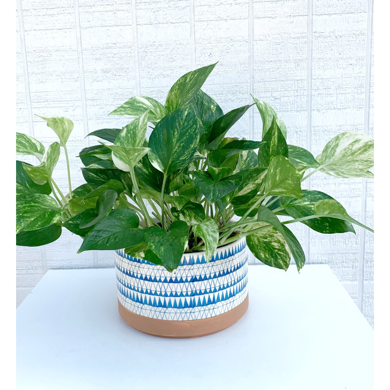 Potted Pothos - Same Day Delivery