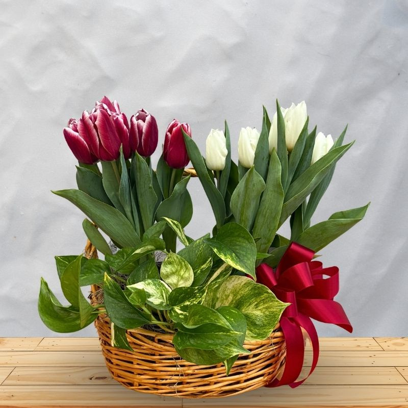 Tulips Blooming Basket - Same Day Delivery