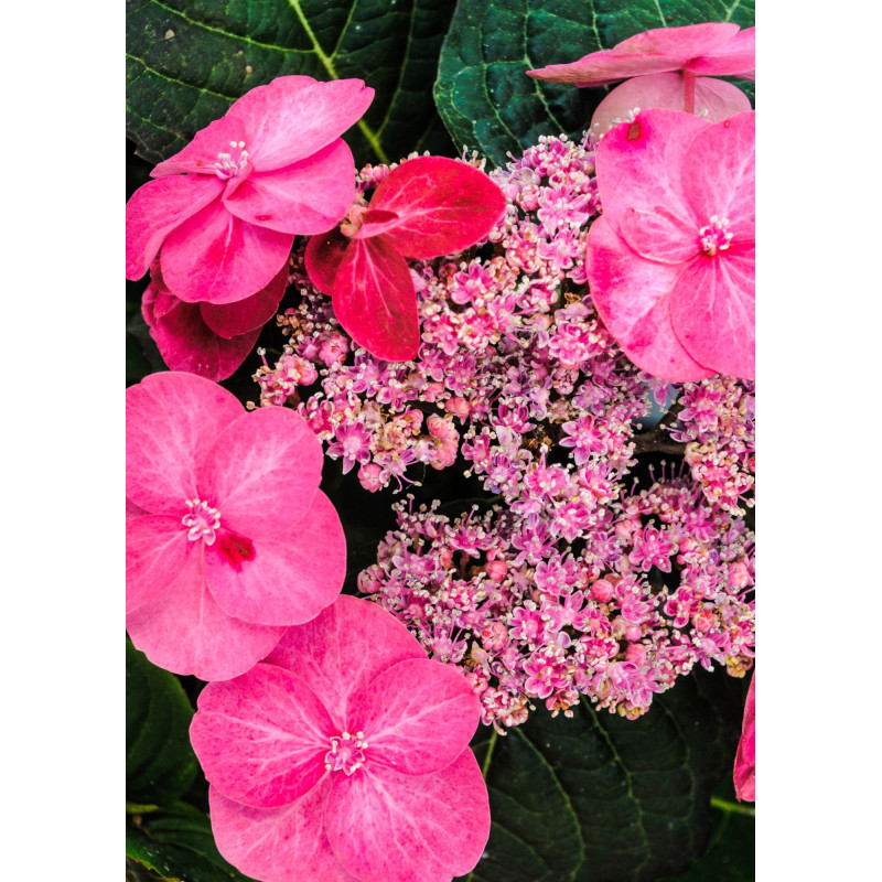 Hydrangea Twist and Shout 3 Gal - Same Day Delivery