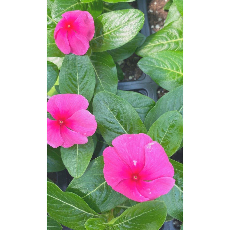 Vinca Pacifica Deep Orchid - Same Day Delivery