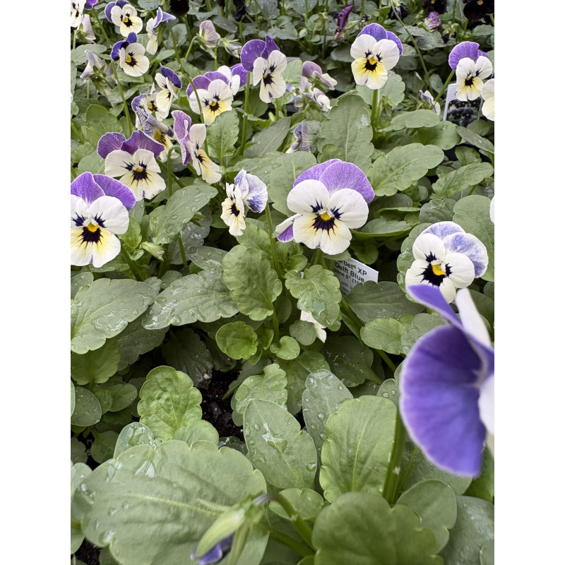 Viola Sorbet Delft Blue - Same Day Delivery