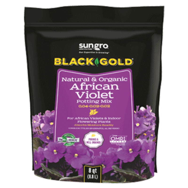 Black Gold African Violet Mix - Same Day Delivery