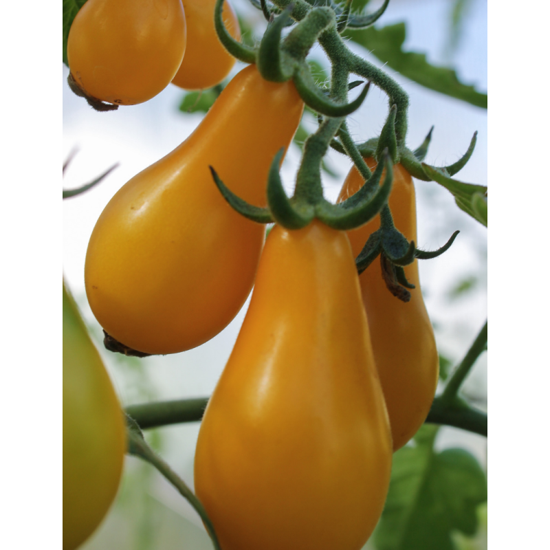 Yellow Pear Tomato Plants - Same Day Delivery