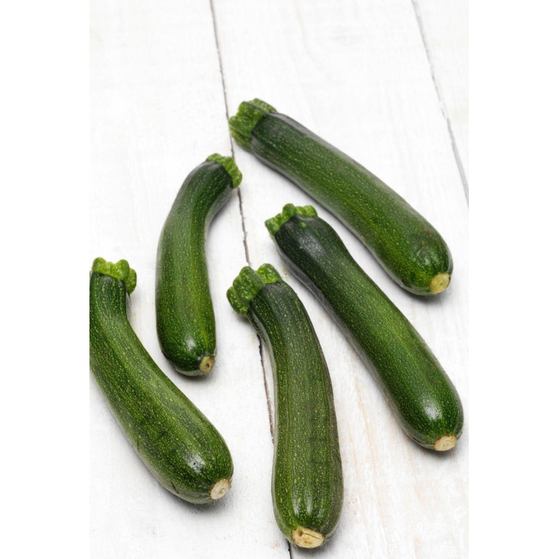 Zucchini Spineless Beauty Plant - Same Day Delivery