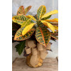 Croton in Wicker Basket: Traditional