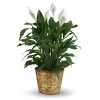 Peace Lily Plant: Fancy