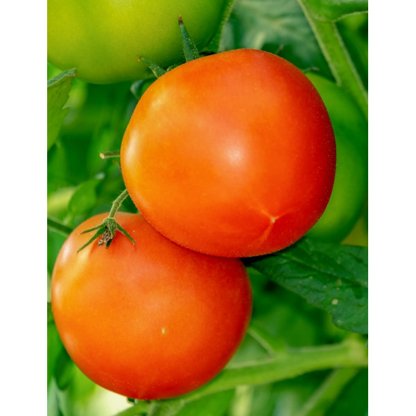 Better Bush Tomato Plants