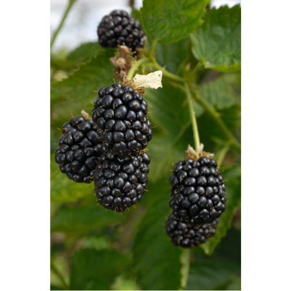 Blackberry Ouachita Plant